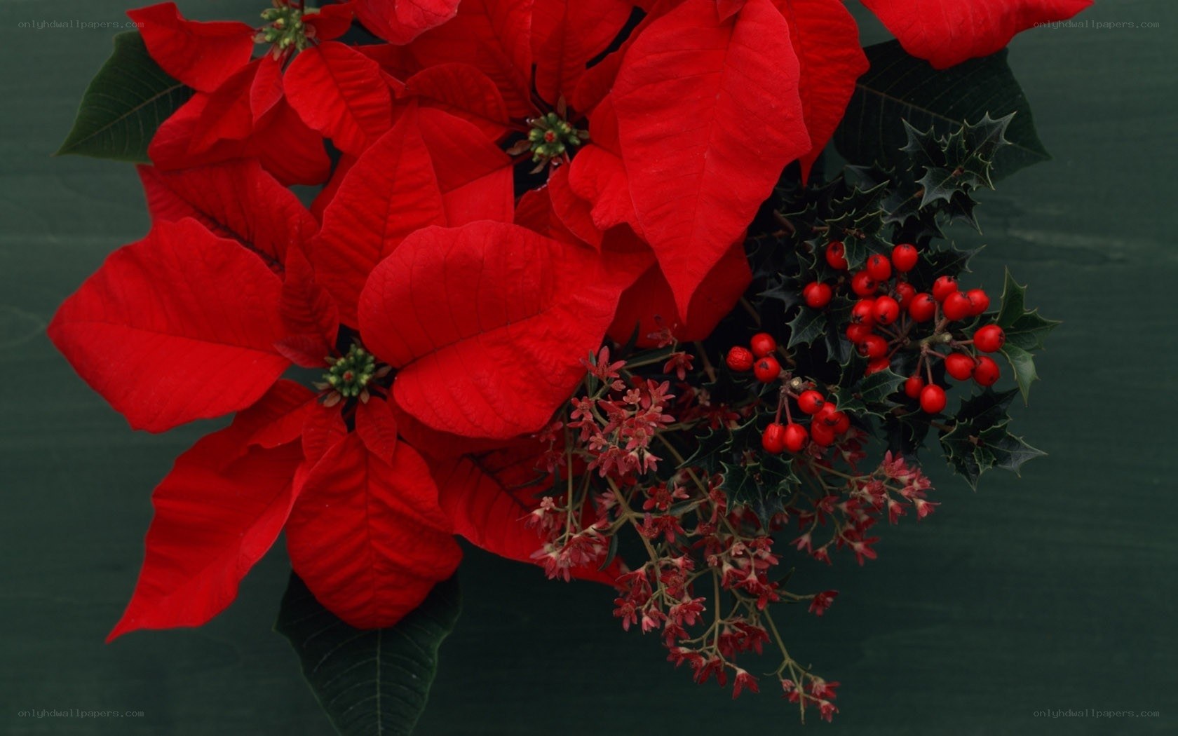 poinsettia and holly arrangement