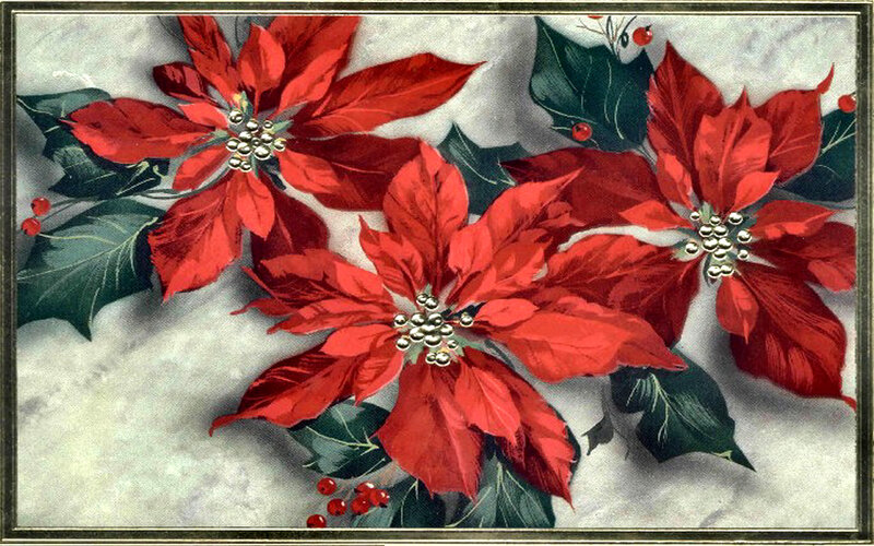 Poinsettia and Holly