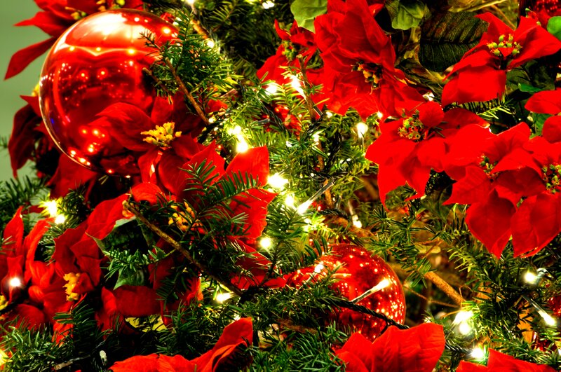 Poinsettia and Ornaments — Red, Festive