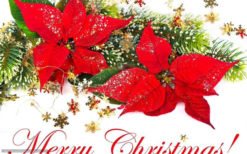 Poinsettia and Pine Branches — Red, Festive