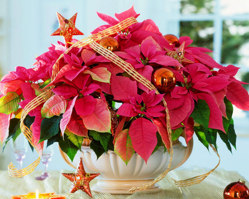 Poinsettia Arrangement — Red, Festive