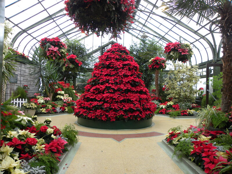 Poinsettia Christmas Tree — Red, Festive