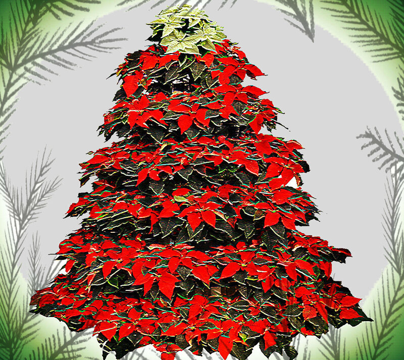 Poinsettia Christmas Tree — Red, Festive, Winter