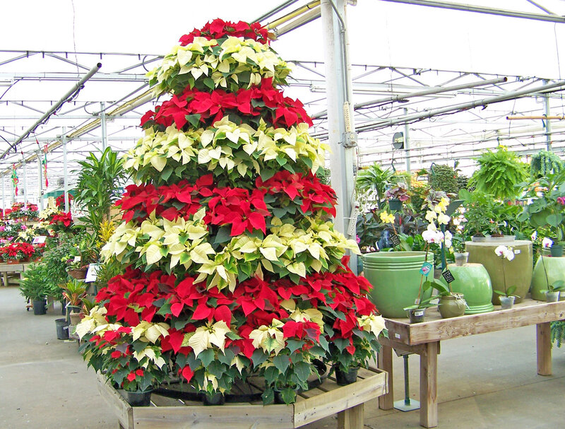 Poinsettia Christmas Tree — Red