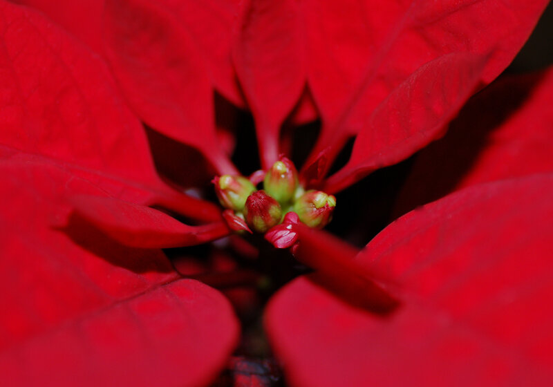 Poinsettia Flower Center — Red, Dramatic