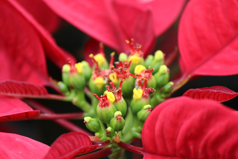 Poinsettia Flower Center — Red