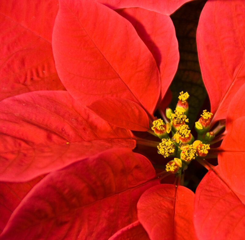 Poinsettia Flower Center — Red, Vibrant
