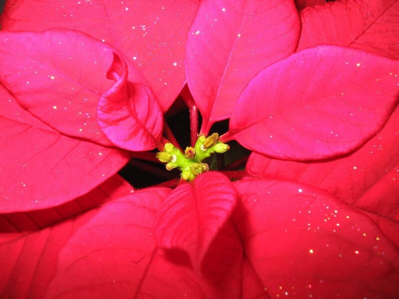 Poinsettia Flower Center