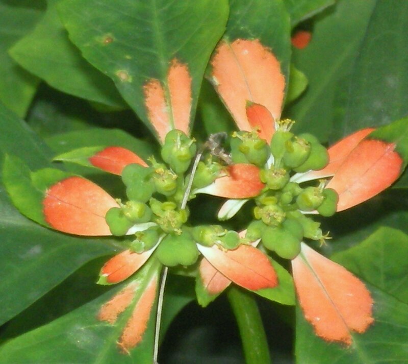 poinsettia flower close-up
