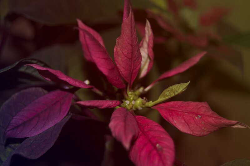 Poinsettia Flower Close-up — Red