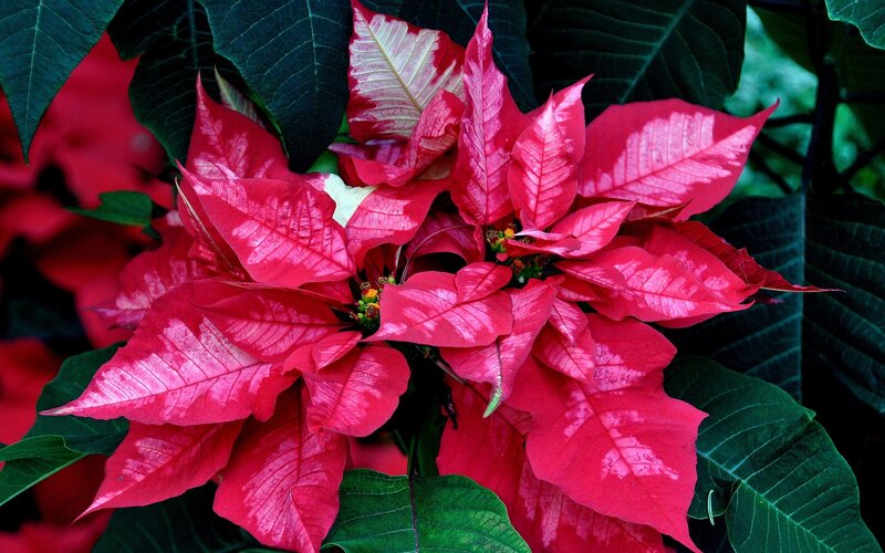 Poinsettia Flower Cluster