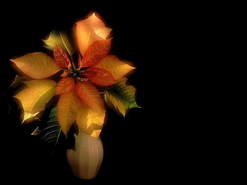 Poinsettia Flower in Vase