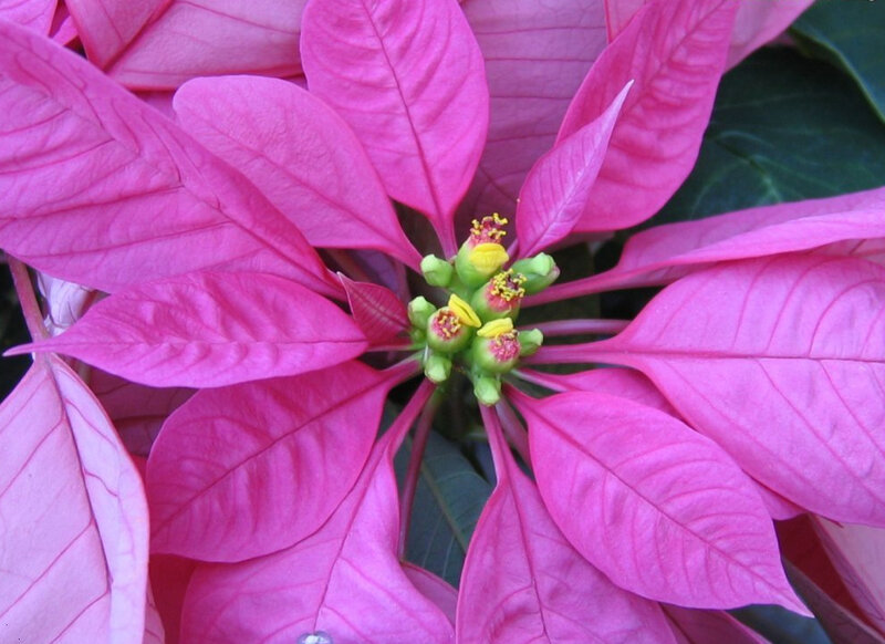 Poinsettia Flower — Pink