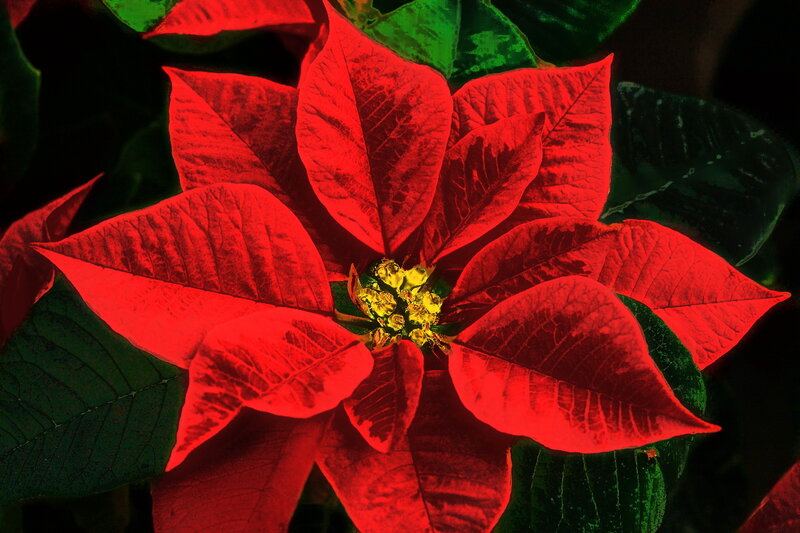 Poinsettia Flower — Red, Dramatic, Photograph