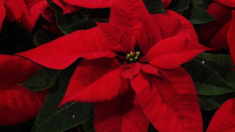 Poinsettia Flower — Red, Dramatic
