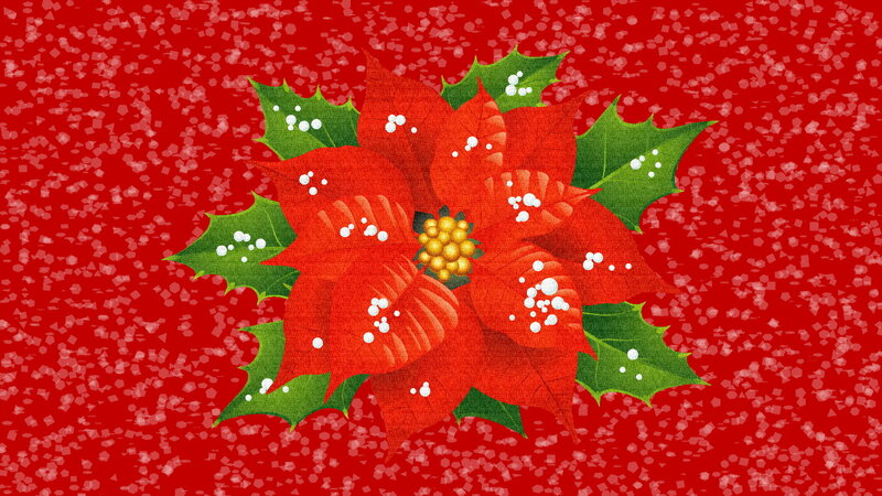 Poinsettia Flower — Red, Festive
