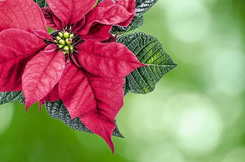 Poinsettia Flower — Red, Natural