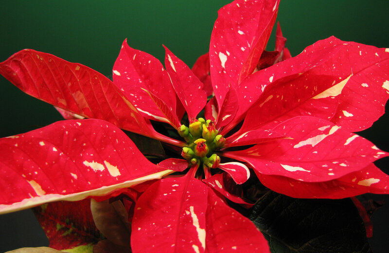 Poinsettia Flower — Red