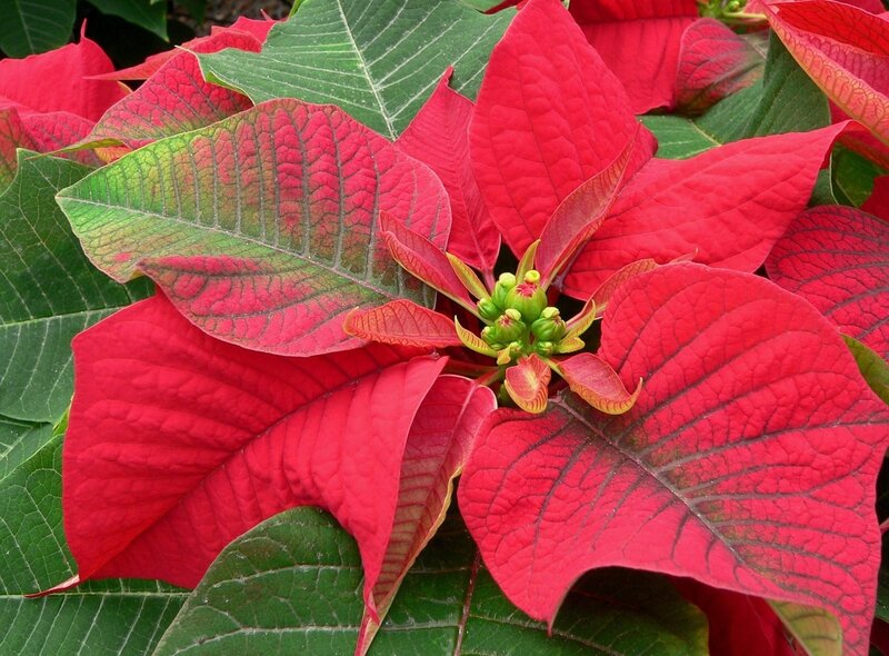 Poinsettia Flower — Red, Vibrant, Photograph, Leaves, Center