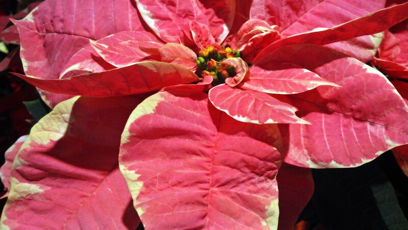 Poinsettia Flower — Red, Vibrant, Photograph, Leaves