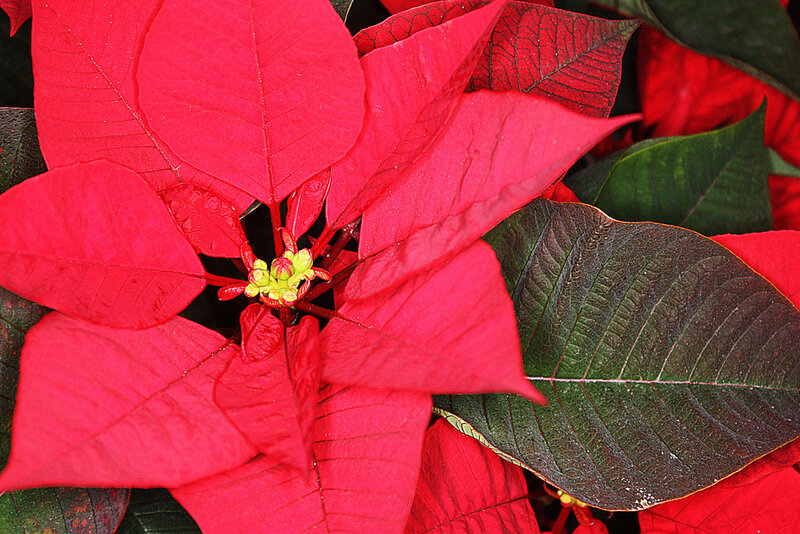 Poinsettia Flower — Red, Vibrant