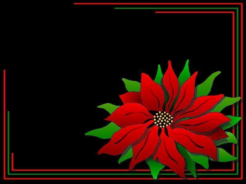 poinsettia flower with border
