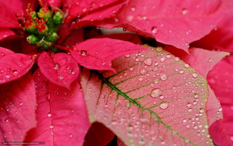 Poinsettia Flower with Water Droplets — Red