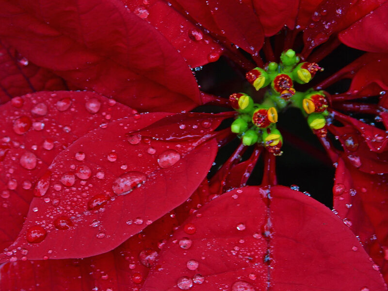 Poinsettia Flower with Water Droplets