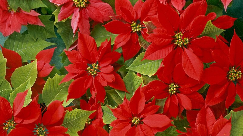Poinsettia Flowers and Leaves