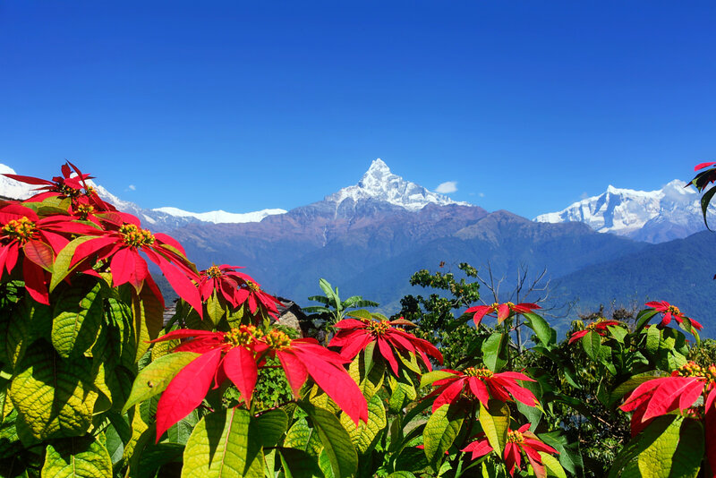 Poinsettia Flowers and Mountain