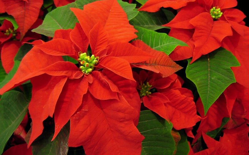 Poinsettia Flowers — Buds