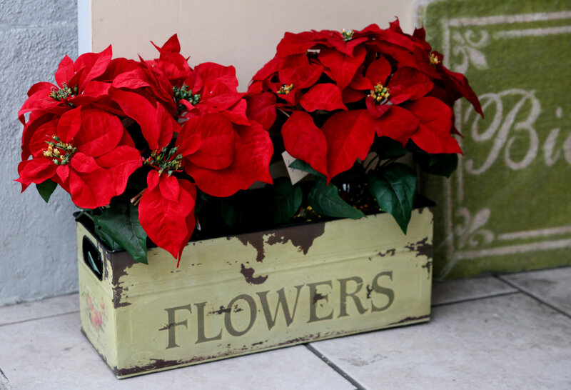 Poinsettia Flowers in Box