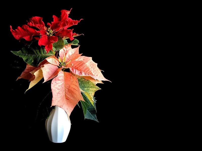 Poinsettia Flowers in Vase