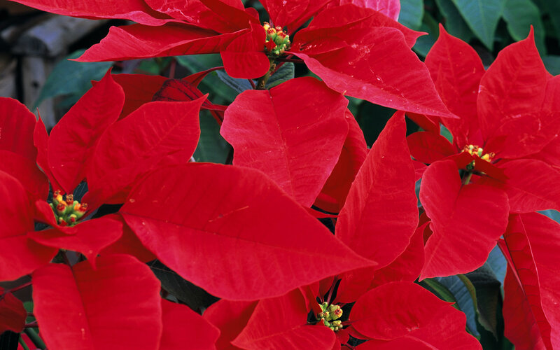 Poinsettia Flowers — Photograph