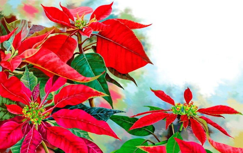Poinsettia Flowers — Red, Festive, Digital Art