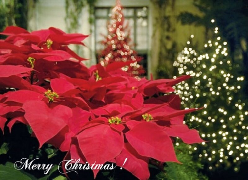 Poinsettia Flowers — Red, Festive, Night