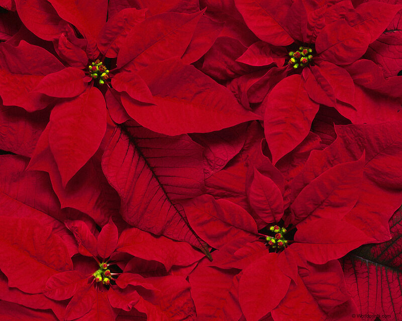 Poinsettia Flowers — Red, Festive, Photograph, Leaves, Center