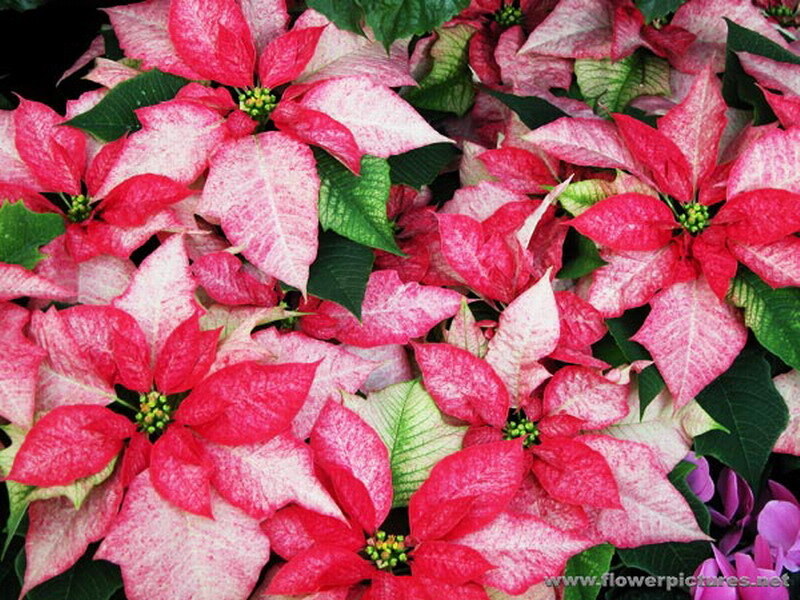 Poinsettia Flowers — Red, Festive, Photograph
