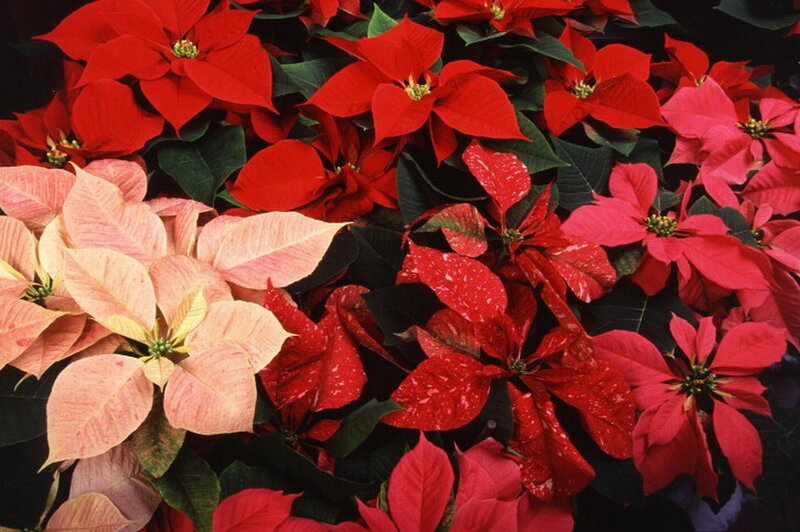 Poinsettia Flowers — Red, Festive