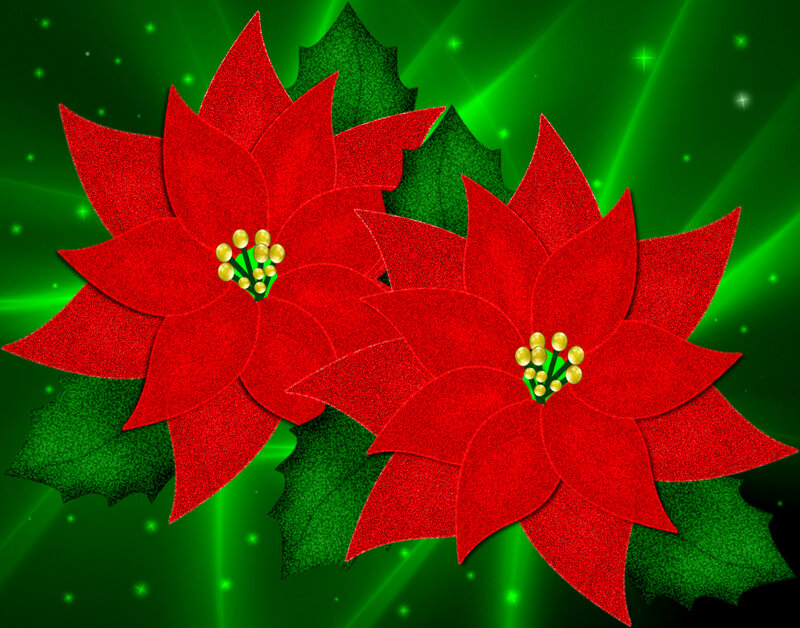 Poinsettia Flowers — Red, Festive, Winter, Digital Art