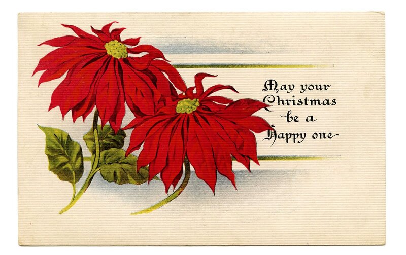 Poinsettia Flowers — Red, Festive, Winter, Illustration, Leaves