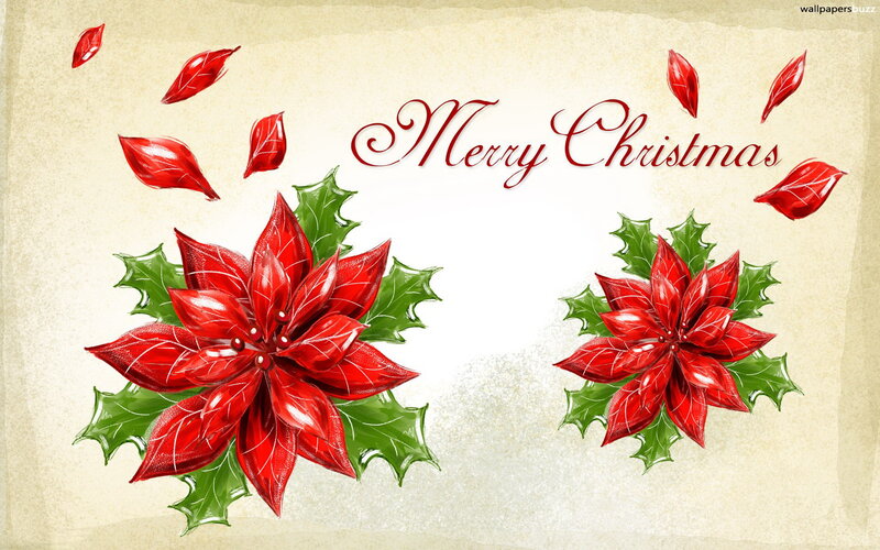 Poinsettia Flowers — Red, Festive, Winter