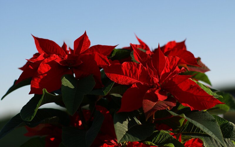 Poinsettia Flowers — Red, Serene