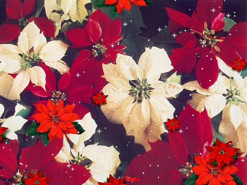 Poinsettia Flowers — Red