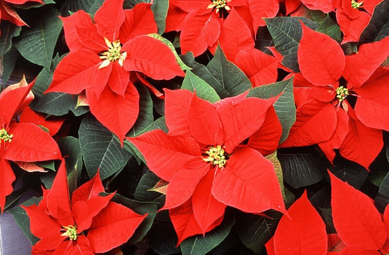 Poinsettia Flowers — Red, Vibrant, Photograph, Leaves, Greenery