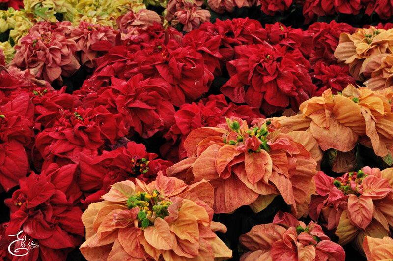 Poinsettia Flowers — Red, Vibrant