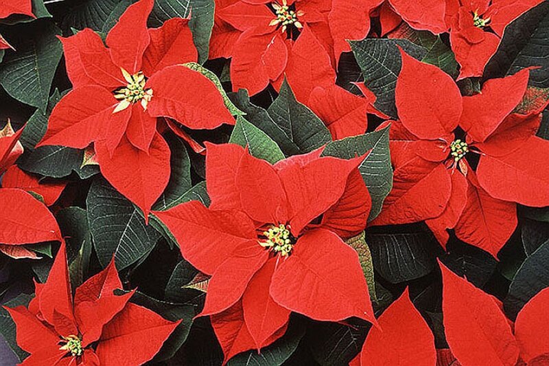 Poinsettia Flowers