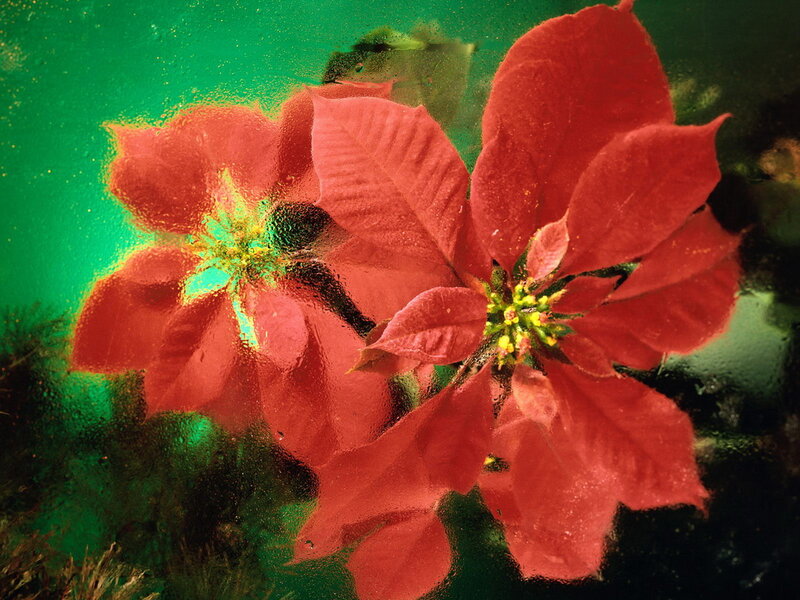 Poinsettia Flowers Underwater