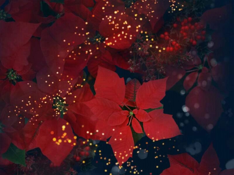 Poinsettia Flowers with Lights