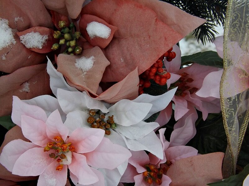Poinsettia Flowers with Snow